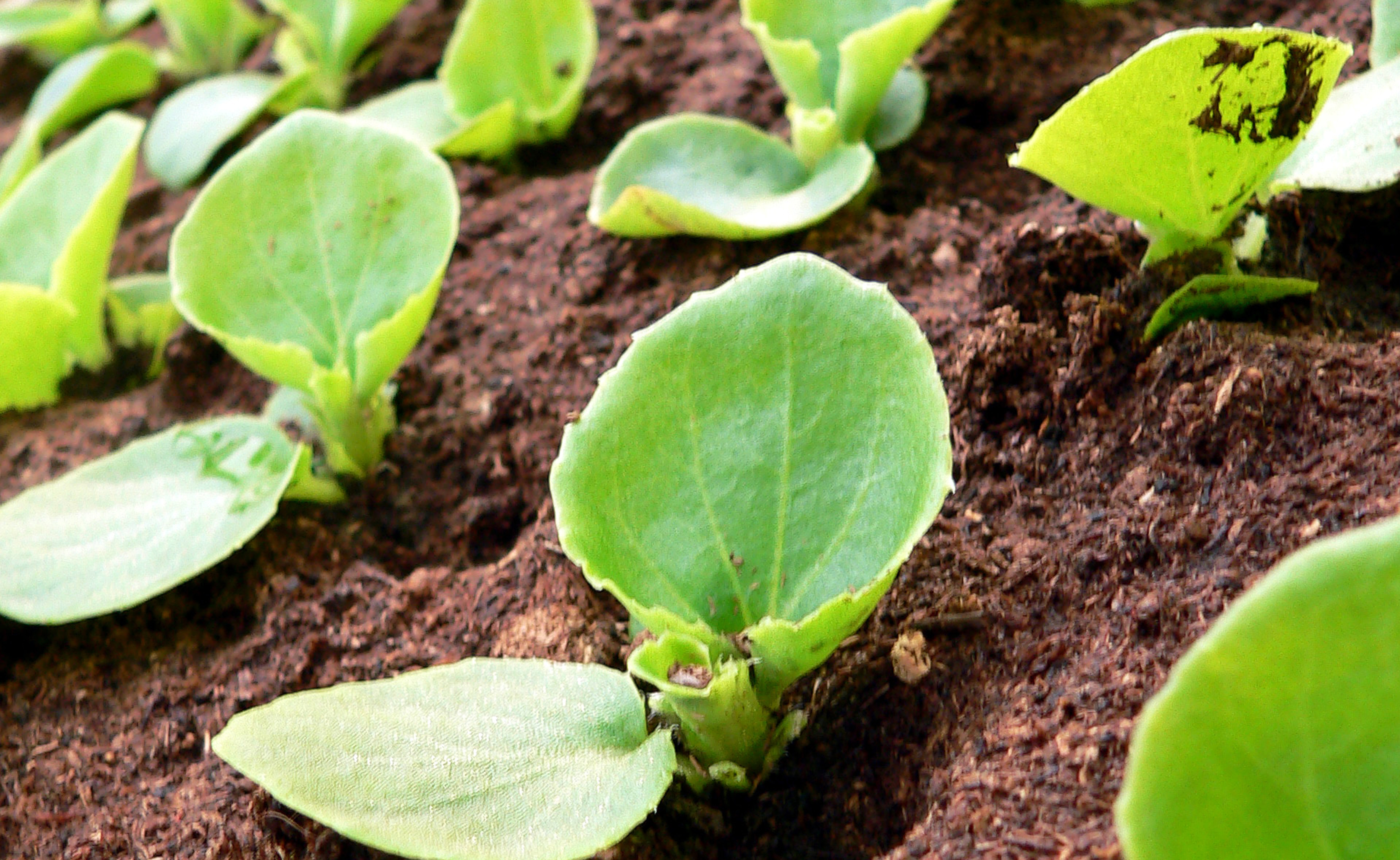 農業資材の貿易